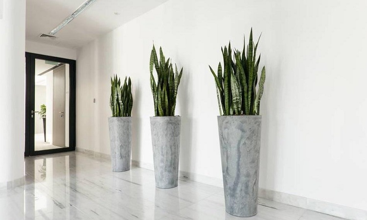 綠植租賃到了后期怎么樣做才能讓植物養活率高？