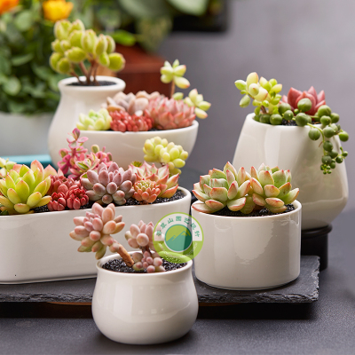 多肉多樣化組合