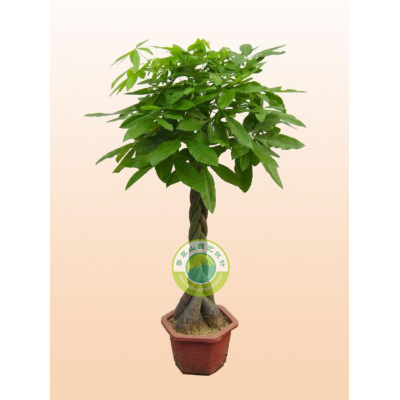 發(fā)財樹(shù)