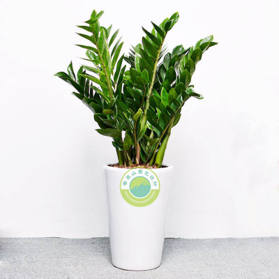 金錢(qián)樹(shù)