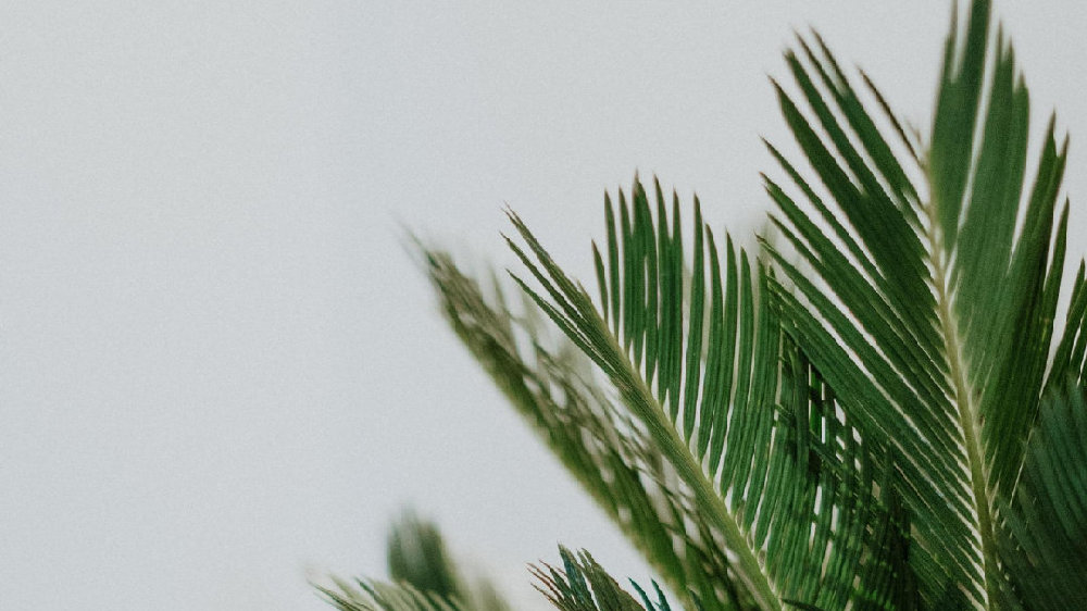 香草山 | 辦公室綠植要“對癥下藥”，快看看自己適合啥？